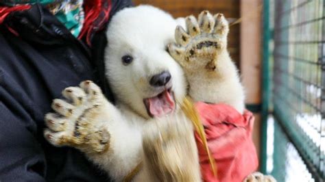 Highland Wildlife Parks New Polar Bear Cub Named Bbc News