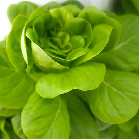 Butterhead Lettuce Emerge Gardens