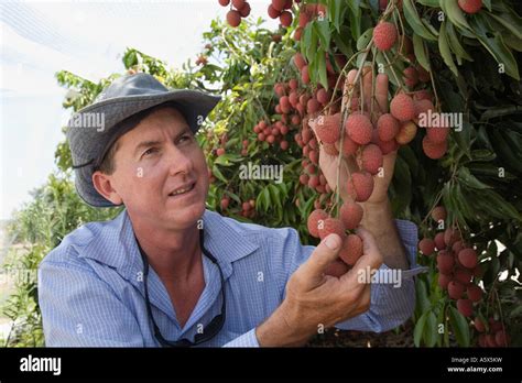 Picking Lychees Hi Res Stock Photography And Images Alamy