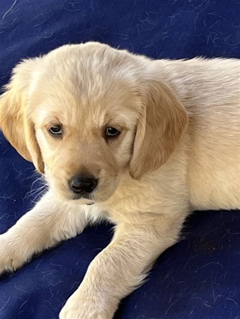 Mini Golden Retrievers FL