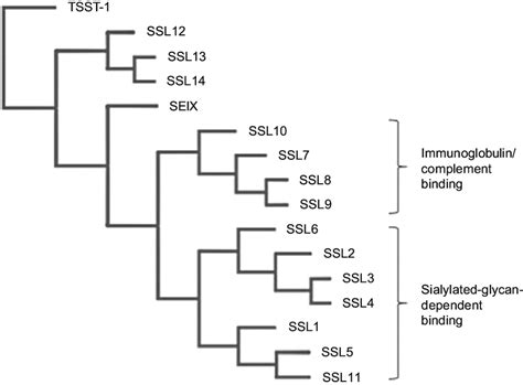 Phylogenetic Tree Of The Ssls And The Related Sag Tsst The Tree