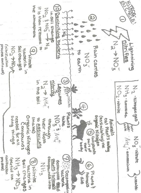 Carbon Cycle Worksheet Answers — db-excel.com