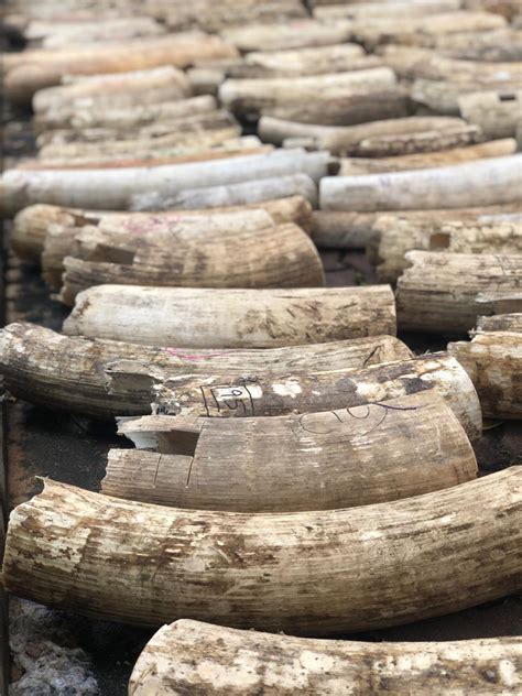 Endangered Species Archives | WWF Singapore Blog