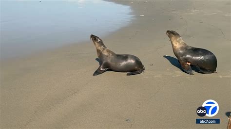 4 resilient sea lion pups released into the ocean after spending two ...