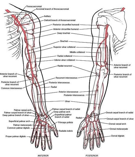 Pin Em Anatomically Correct