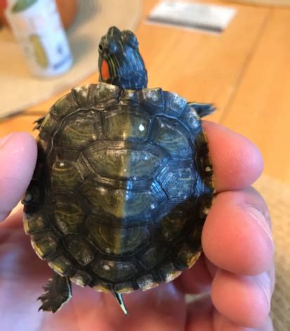 Turtle Shell Rot: Pictures, Treatment, and Prevention - TurtleHolic