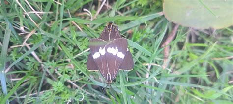 Australian Magpie Moth From Wx Casula Nsw Australia On May