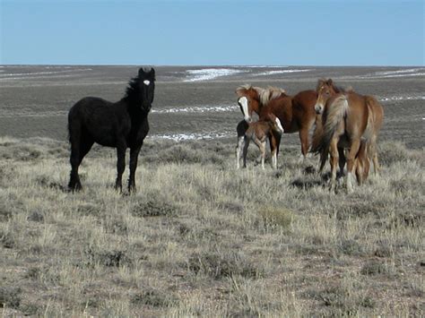 Wild horses