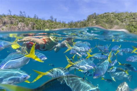 Lady Enid Whitsunday Islands Airlie Beach Online