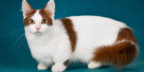 Lovable Cat Breeds With Short Legs (With Pictures), 43% OFF