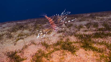 Premium Photo | Coral reef, underwater