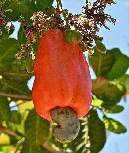 Marañon Fruit Hanging from a Tree Branch