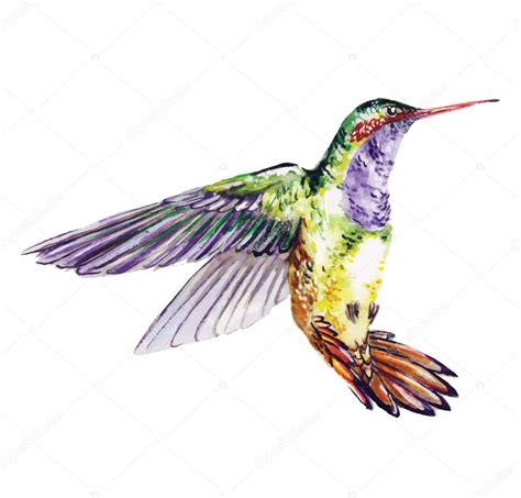 Hummingbird, watercolor painting — Stock Vector © Diana_Pryadieva #67087627