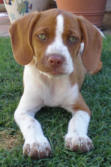 Cute Lemon Beagle Puppies