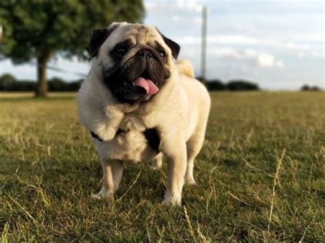 Pug Temperament And Personality Canna Pet®