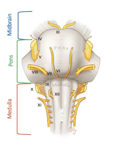 Cranial Nerves Flashcards | Quizlet