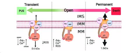 Permeability Transition Pore And Their Implications In Pus Extrinsic