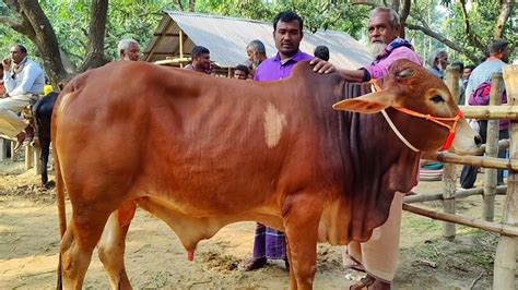 আজ ১৯ ডিসেম্বর ঢাকার খামারী কেমন দামে মাংসের ওজন সহ বড় বড় খামার