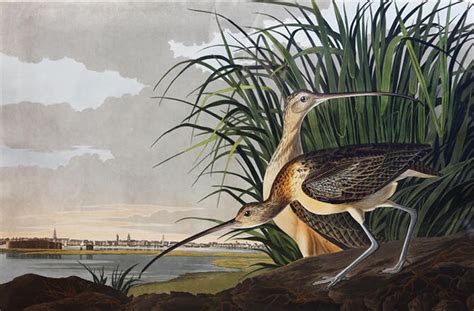 The Majestic Realism Of John James Audubon Prints