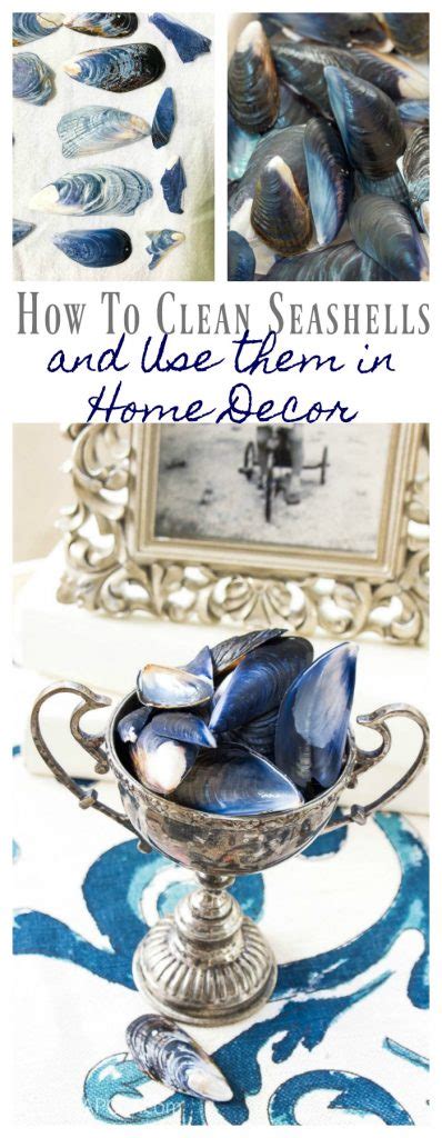 how to clean seashells from beach