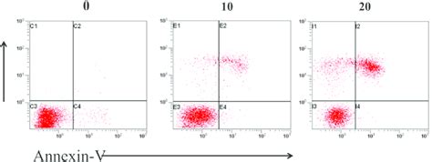 Induction Of Apoptosis On The SMMC 7721 Cells By Compound 12a At