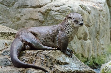 North American River Otter Ndow