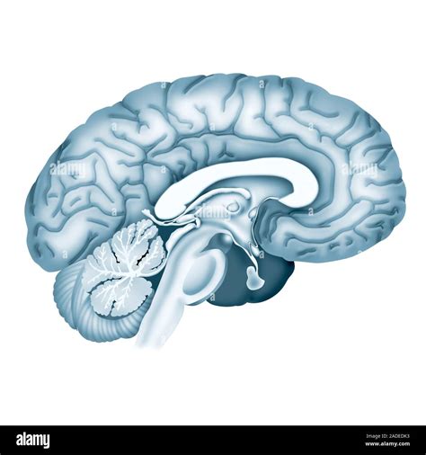 L anatomie du cerveau de l illustration L avant du cerveau est à