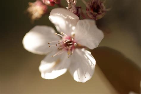 Plum blossom | Free Photo - rawpixel