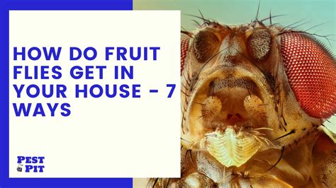 How Do Fruit Flies Get In Your House 7 Ways Pest Pit