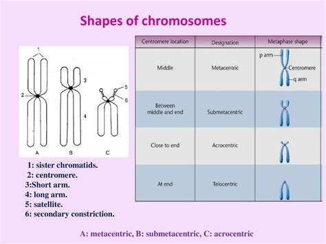 Chromosomes And Cell Division Ppt Download