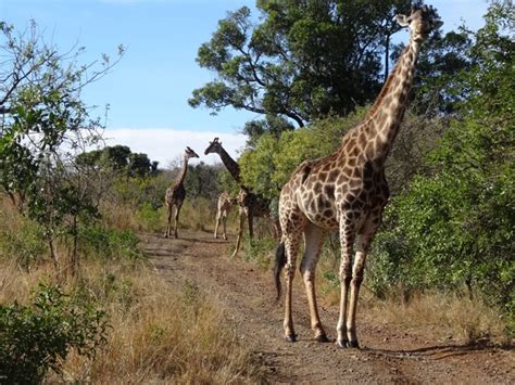 Giraffe Conservation Talk - Africa Wild Trails