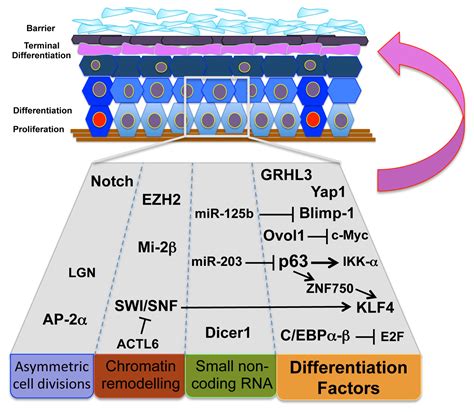 Stem Cells Behind The Barrier