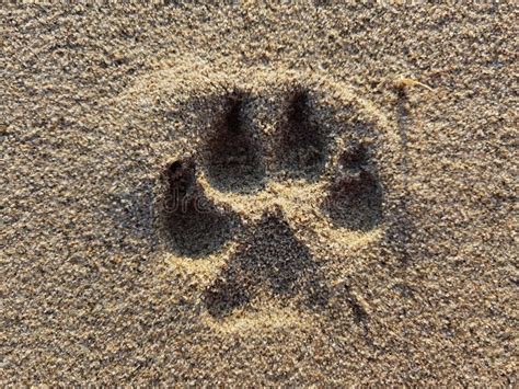 Dog Pawprint in Sand with Sun from Front Stock Image - Image of soil, asphalt: 216426841