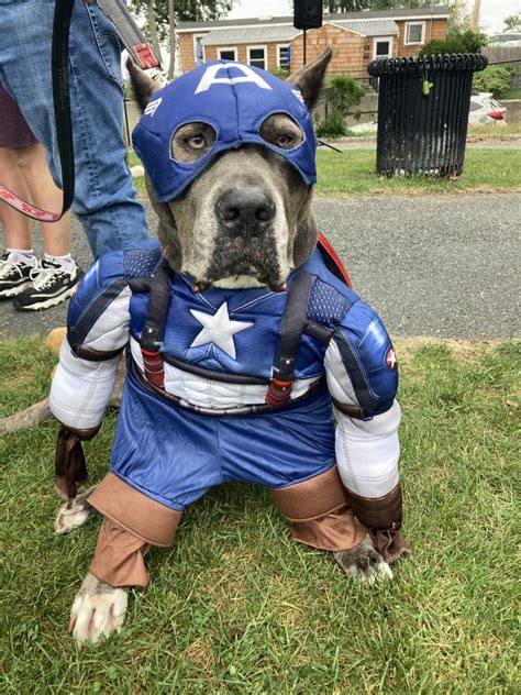 Rhode Island dogs show off for costume contest! | ABC6