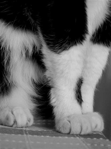 Free Images : black and white, feet, cute, wildlife, standing, fur