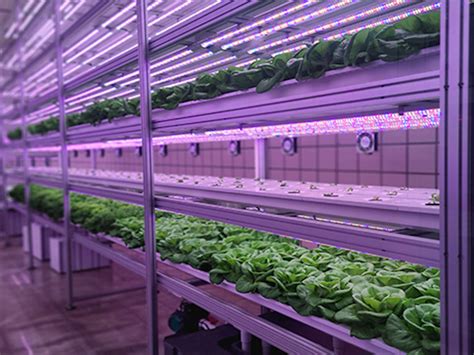 Buresinnova L Mparas Led Y Uv Para Cultivos Vertical Farming La