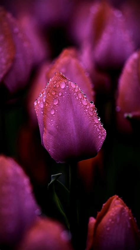 Purple Tulips Hd Phone Wallpaper Peakpx