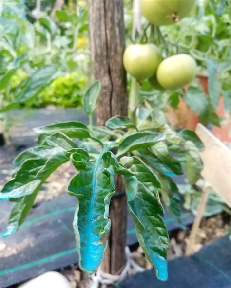 Que faire pour prévenir et éviter le mildiou de la tomate Mes secrets