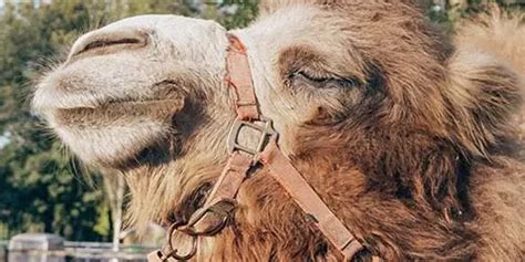 Camel Eyelashes (All You Want To Know!) - The Daily Wildlife