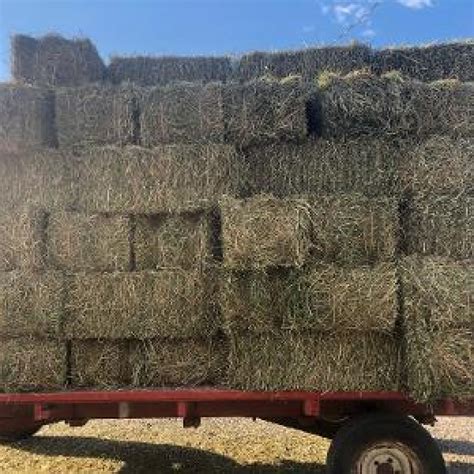 Alfalfa Hay For Sale Allhaycom