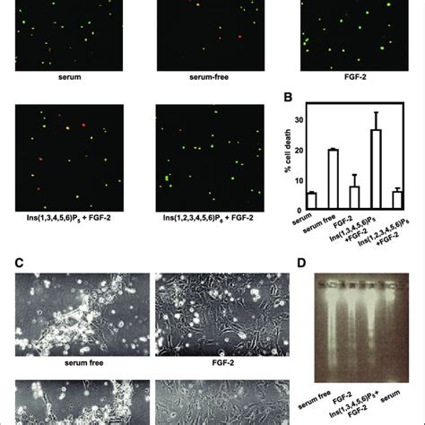 Ins P Prevents Fgf Mediated Inhibition Of Apoptosis In