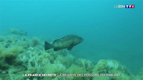 La France secrète à la découverte de la réserve naturelle marine de