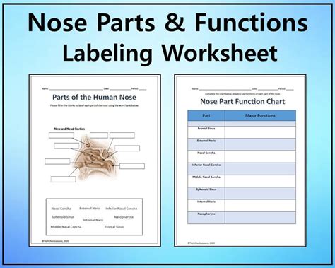 Parts Of The Nose Diagram Labeling Worksheet Science Editable Digital