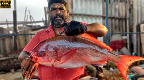 KASIMEDU MINNAL RAJA RED SNAPPER FISH CUTTING VIDEO 4K VIDEO KM