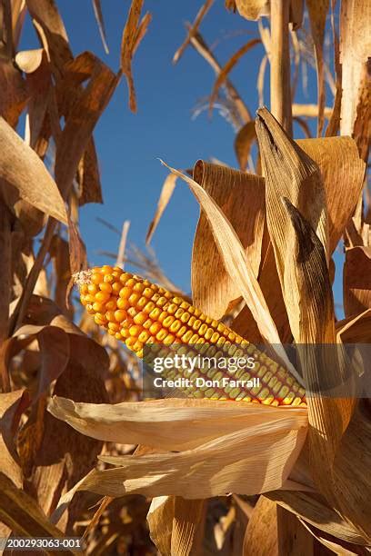 Corn Stalk Ear Photos And Premium High Res Pictures Getty Images