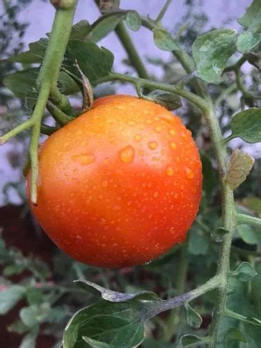 Farmson Biotech Red Fb 9155 F1 Hybrid Tomato Seeds Solanum