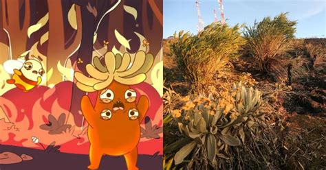 Canción Del Frailejón Ernesto Pérez Tiene Nueva Y Triste Adaptación Por Los Incendios Forestales