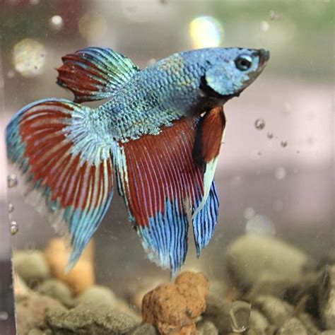 veiltail betta