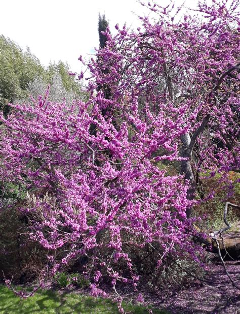 Cercis siliquastrum - Trees and Shrubs Online