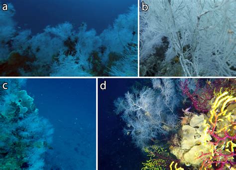 La Foresta Mesofotica Di Corallo Nero Nel Mare Adriatico Benvenuti Su